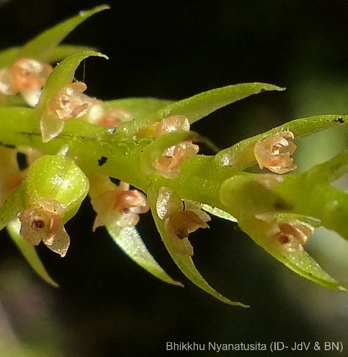 Oberonia longibracteata Lindl.
